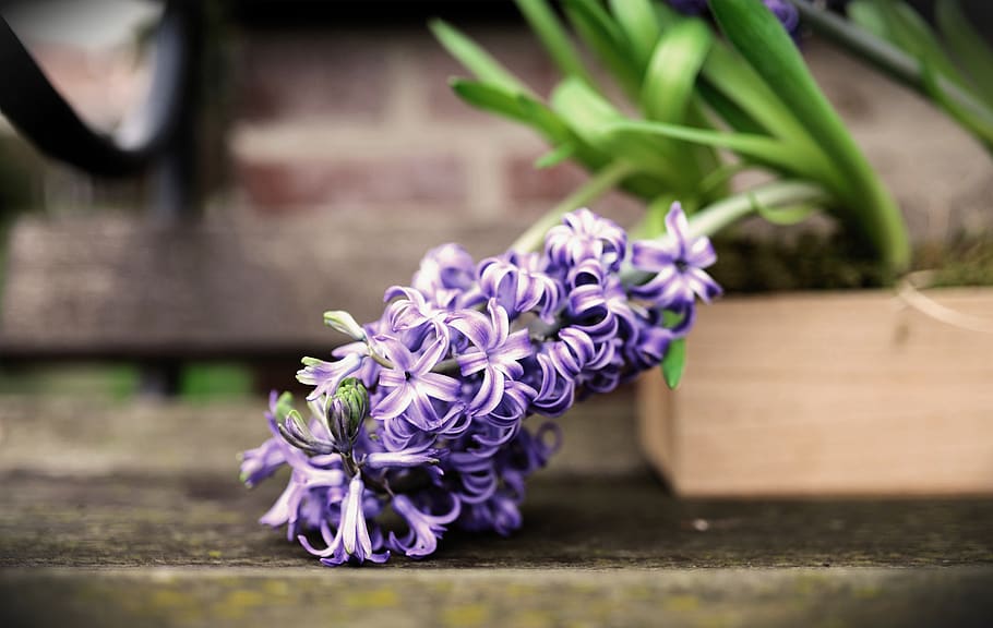 jacinto, flor de primavera, flor, flores, flor perfumada, planta de jardim, primavera, azul, floração, planta