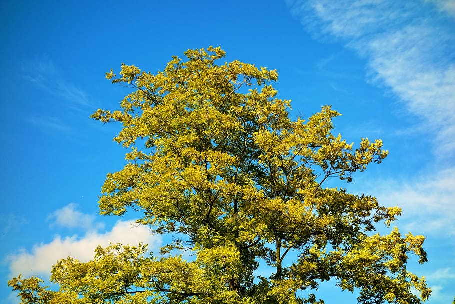 木, 木のてっぺん, 葉, 緑の葉, 落葉樹, 明るい緑, 青い空, 緑と青, 夏, 晴れた日