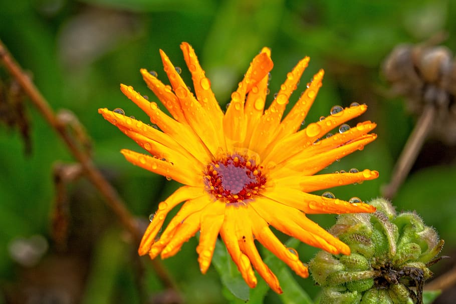 marigold, blossom, bloom, moist, rain, drip, calendula, medicinal plant, orange, composites