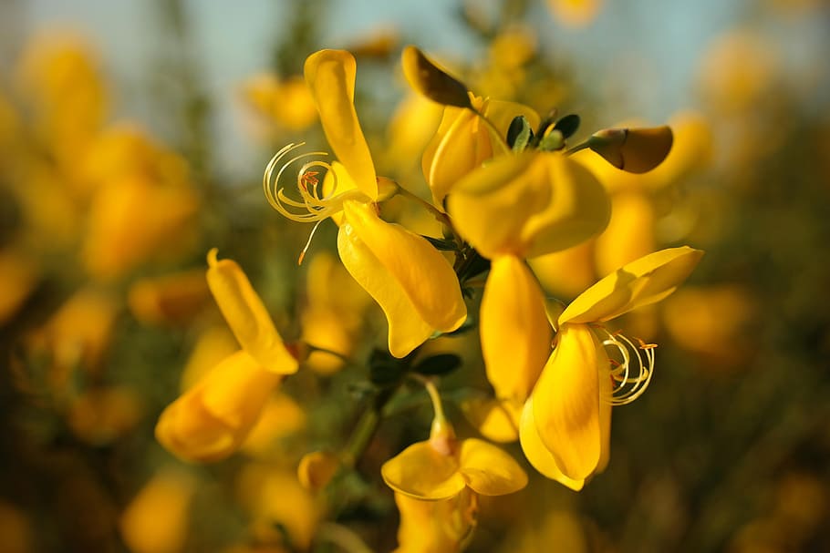 Gorse, Blossom, Broom, Bloom, gorse blossom, yellow, spring, light, rays, toxic