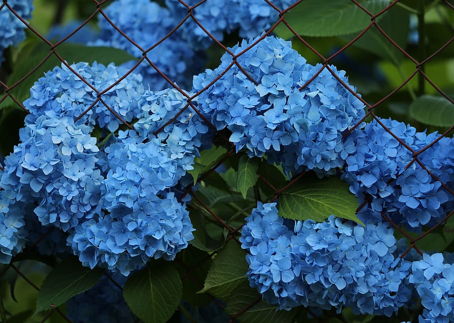 azul hortensia, valla, floración, flor, planta, verano, naturaleza, al aire  libre, crecimiento, belleza en la naturaleza | Pxfuel