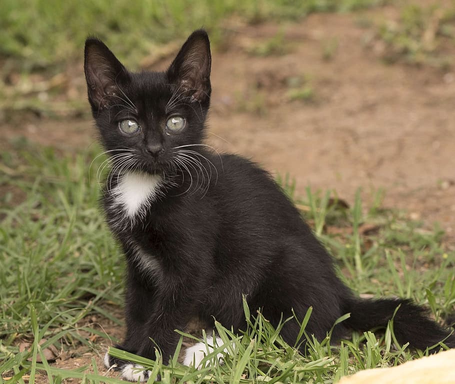タキシード子猫, 座って, 草, 子猫, 目, かわいい, 黒, 白, 国内, 家畜