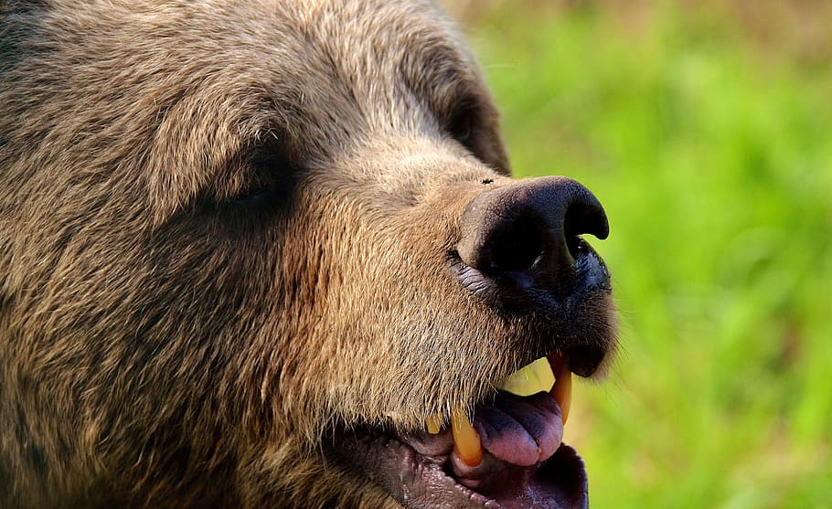 beruang coklat eropa, hewan liar, berbulu, berbahaya, dunia binatang, bulu, beruang, moncong, predator, alam