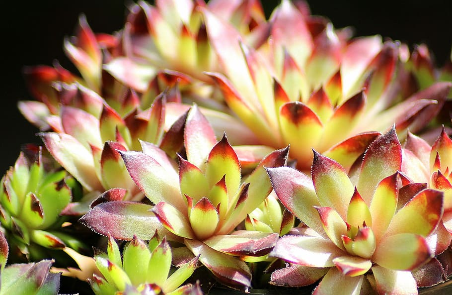 foto em close-up de suculentas vermelho-e-amarelo, rojnik, tomada, planta, jardim ornamental, decoração, suculentas, kaktusowate, flor, plantar