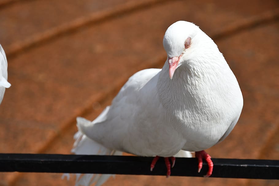 bird, pigeon, white, dove, animal, symbol, nature, peace, hope, wings