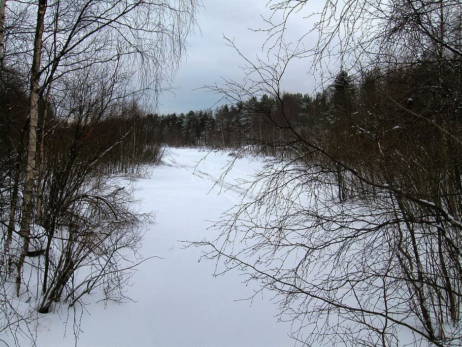 Finlandia, paisaje, escénico, bosque, árboles, bosques, lago congelado, invierno, nieve, hielo