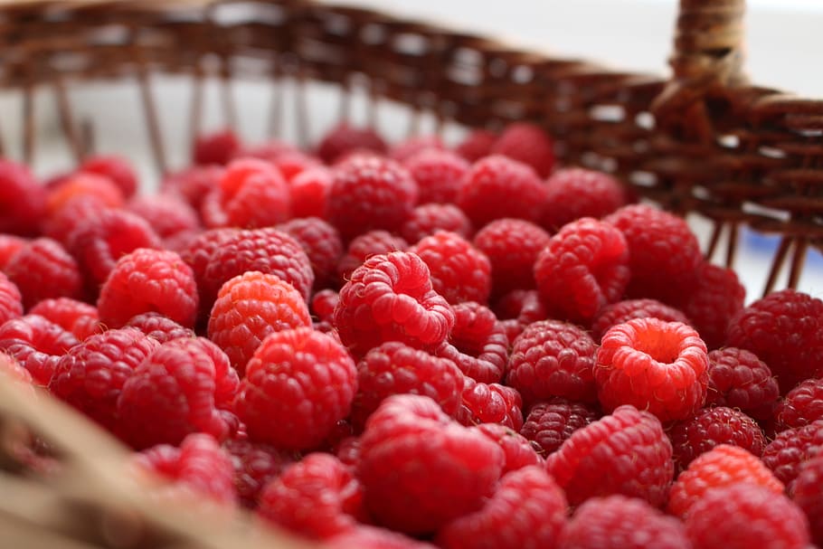 raspberry, berry, berries of a raspberry, summer, closeup, ripe raspberry, harvest, ripe, fruit, vitamin
