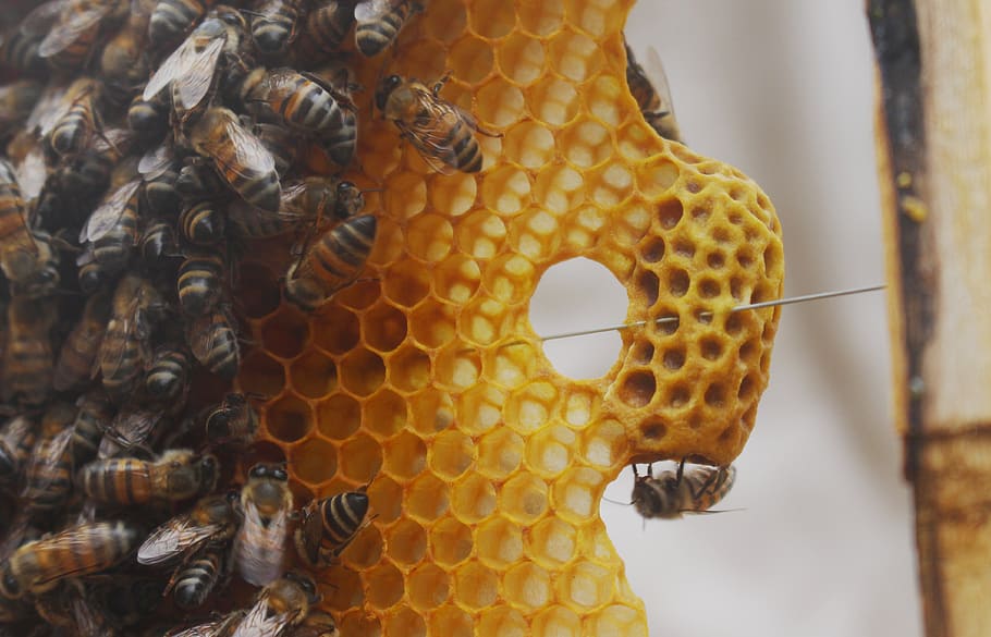 bee, bees, insects, hive, queen, beekeeping, animal themes, animal  wildlife, animal, animals in the wild | Pxfuel