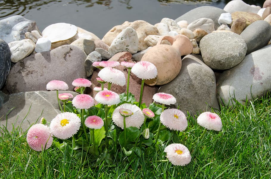 Flowers, Fishpond, Decor, Stone, summer, germany, indkransning, pond, flower, grass