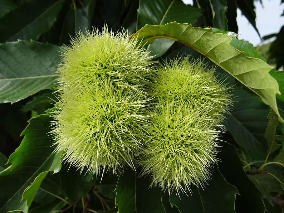 Chestnut, Chestnuts, Nature, Autumn, chestnut tree, prickly, sweet chestnuts, plant, green Color, leaf
