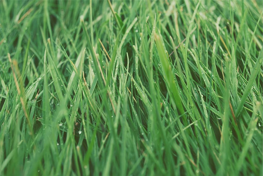 selective, focus photography, green, grasses, grass, droplets, green color, full frame, backgrounds, nature