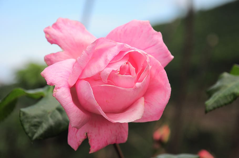 rosa, imagens de rosas, papel de parede rosa, rosa rosa, rosas cor de rosa, flor, jacarandá, o jardim de rosas, planta, pétala