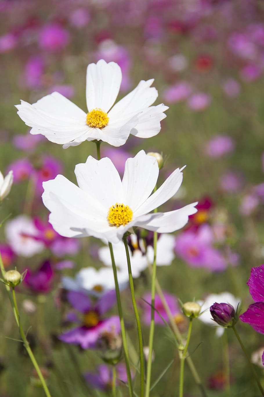 selective, focus photography, white, petaled flower, cosmos, flowers, bloom, close, nature, blossoms
