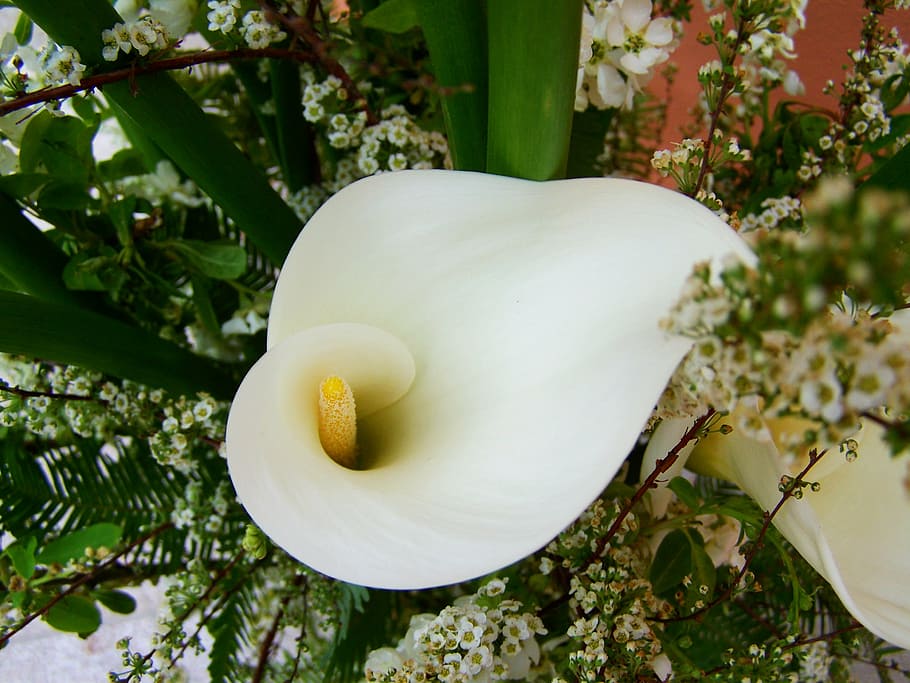 flower bouquet, white calla lily, cut flower, nature, petal, flower, flower Head, plant, yellow, flowering plant
