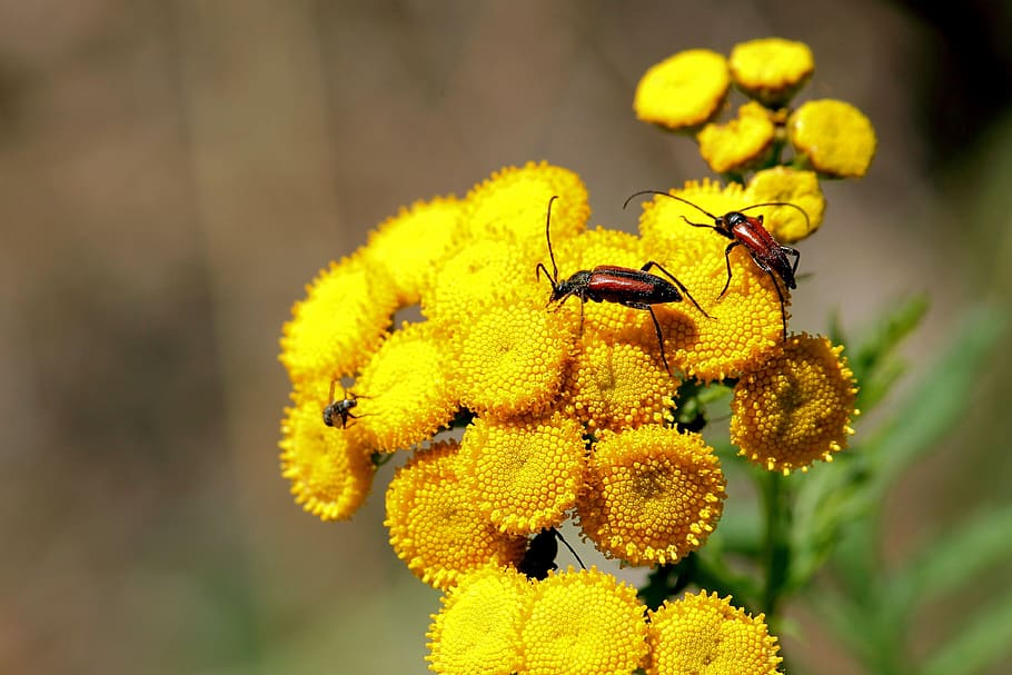 bock de flores, tansy, escarabajo, insecto, flor, floración, amarillo, flores amarillas, invertebrado, fauna animal