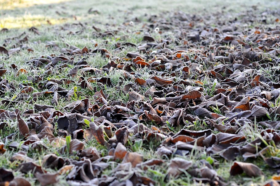 hojas, formación de hielo, color, frío, hierba, planta baja, heladas, mañana, invierno, otoño