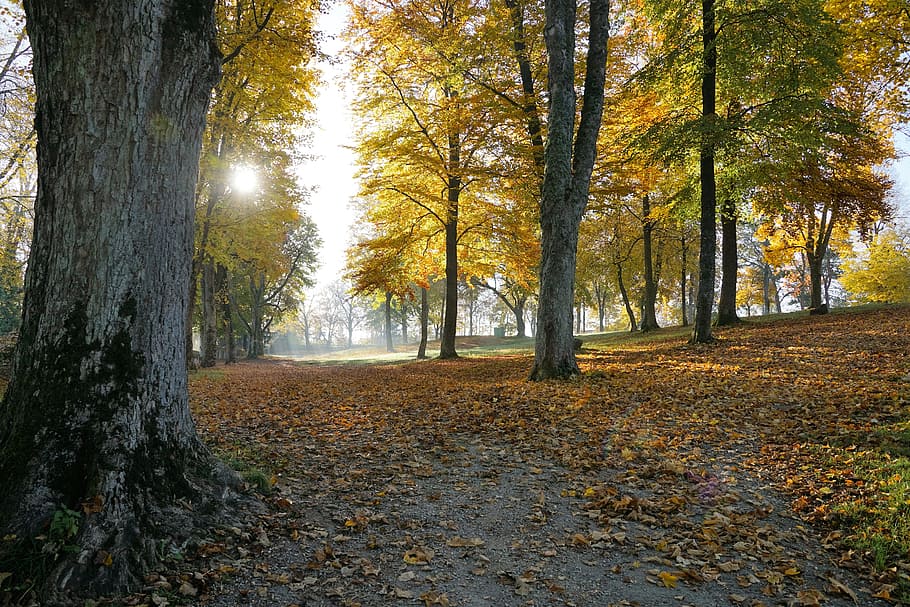 otoño, caminata, tuttlingen, montaña honing, castillo honing, alemania, europa, viajes, vacaciones, noviembre