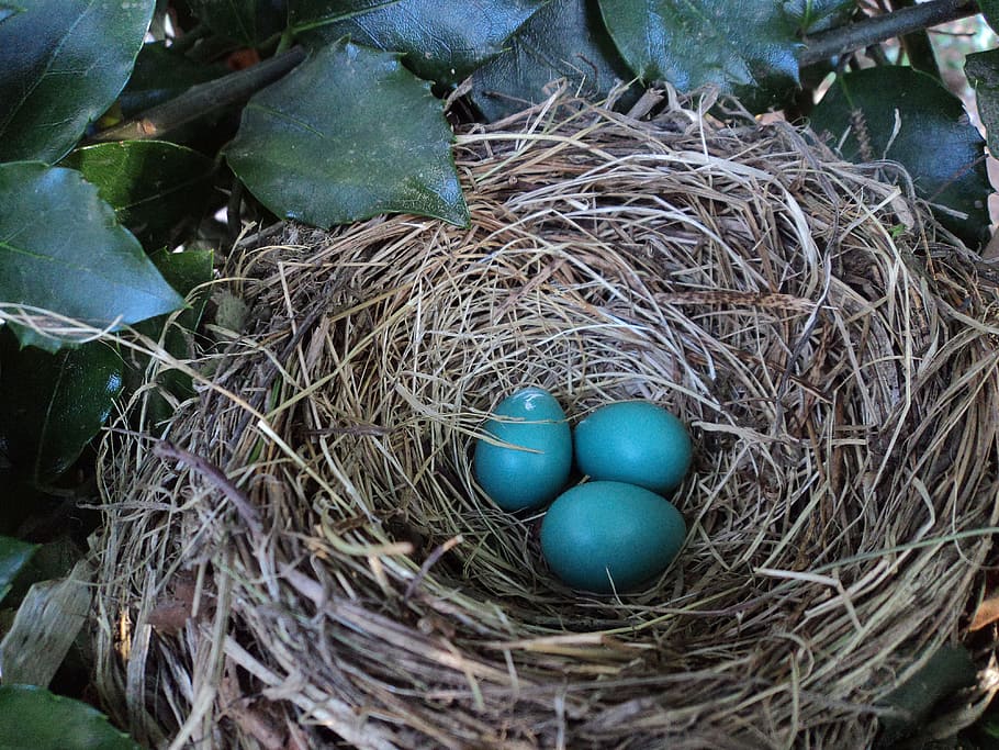 tiga, telur burung, sarang, dikelilingi, daun, sarang burung, telur biru, musim semi, biru, telur