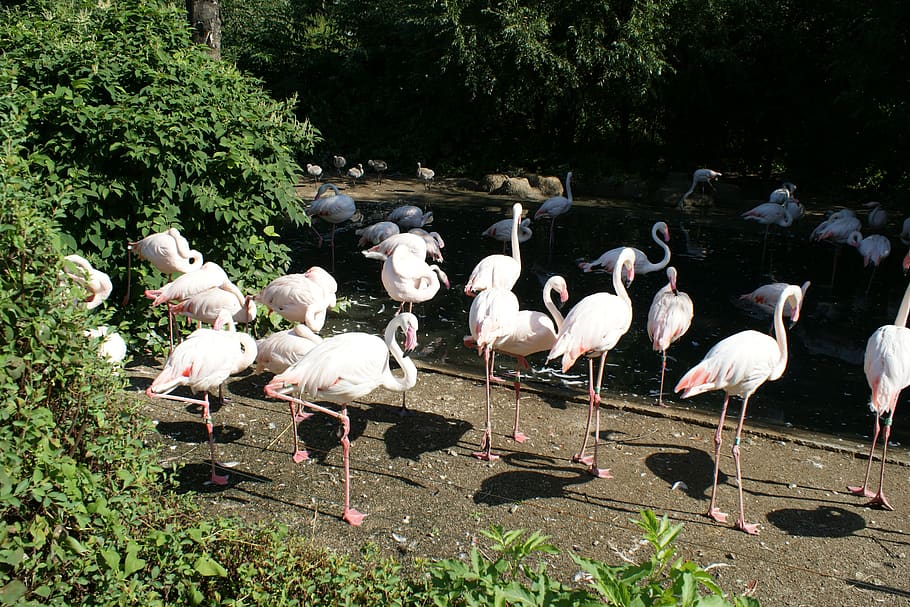 flamingo, nature, zoo, pink flamingo, group of animals, bird, animals in the wild, animal themes, vertebrate, animal