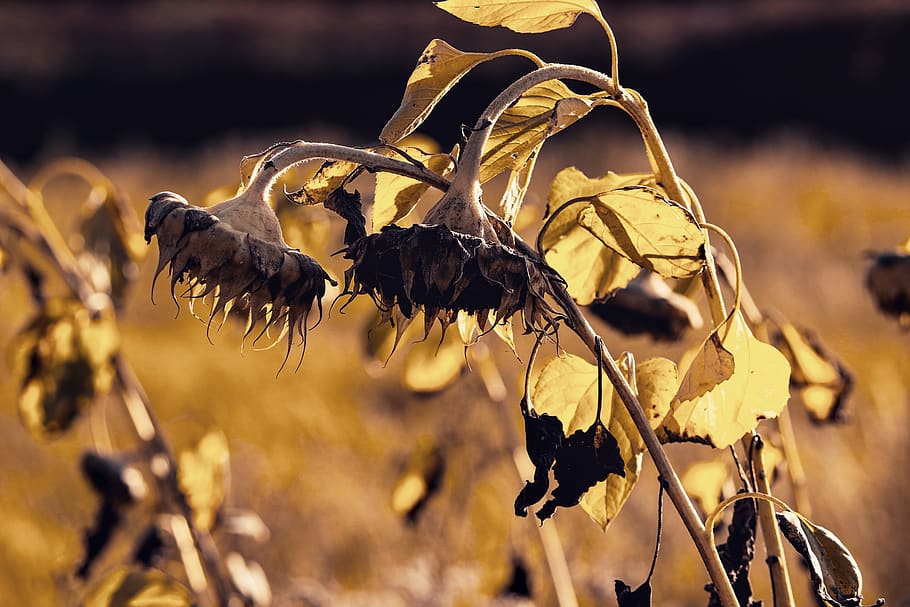 girasol, flor, florecer, cabeza, desvanecido, marchito, marchitarse, edad, amarillo, naturaleza