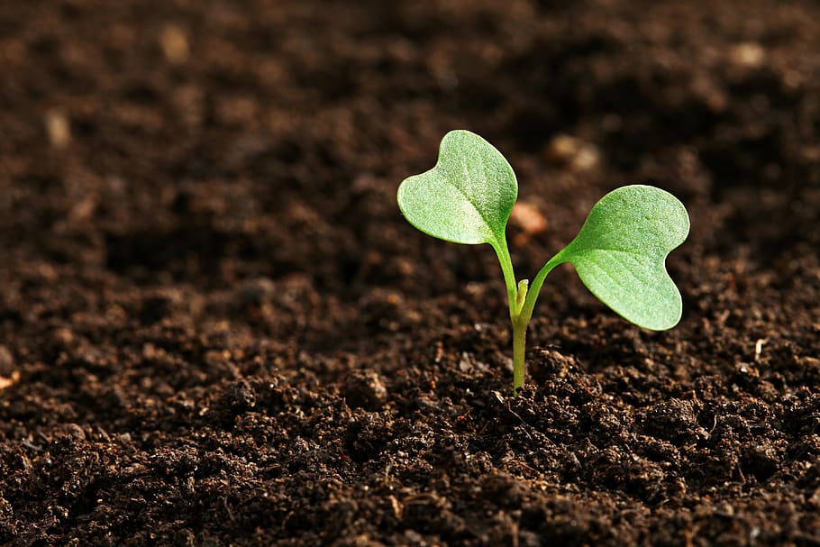 shallow, focus photography, green, plant, field, agriculture, earth, growth, dirt, seedling