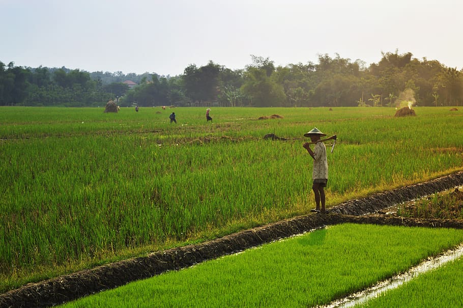 farmer, farming, rice field, paddy field, indonesia, asia, countryside, agriculture, farm, field
