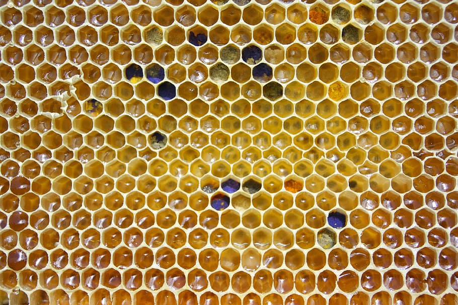 beehive, honey, comb, pollen, hexagon, honeycomb, cell, golden, wax, bee
