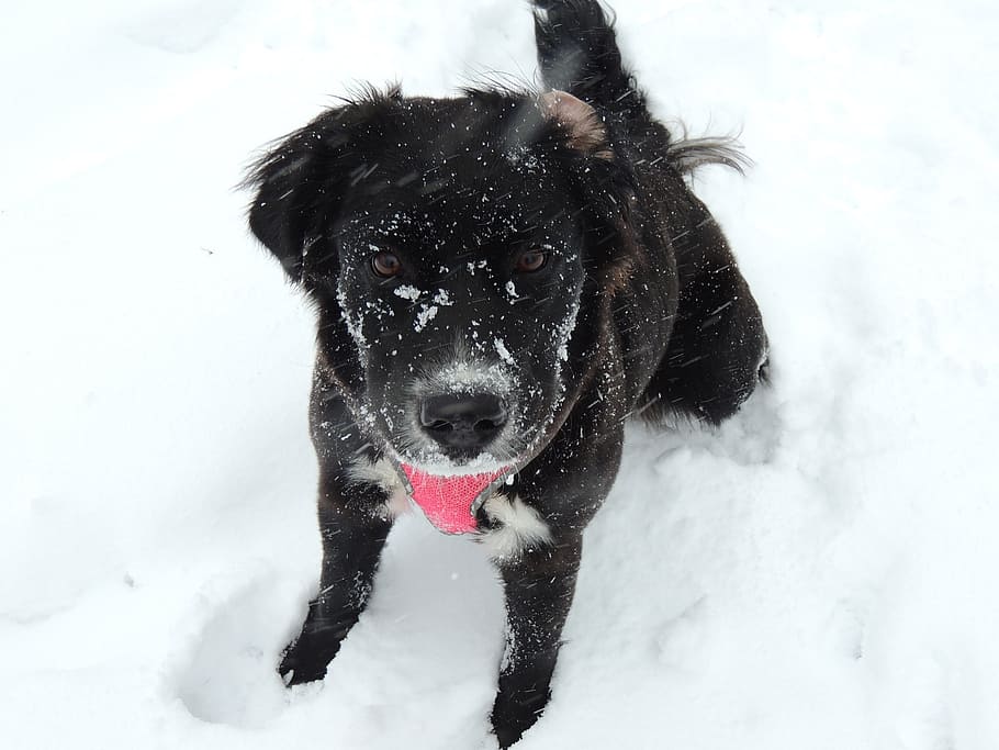 short-coated, black, dog, snow field, cute dog in the snow, snow, cute, pet, animal, deep