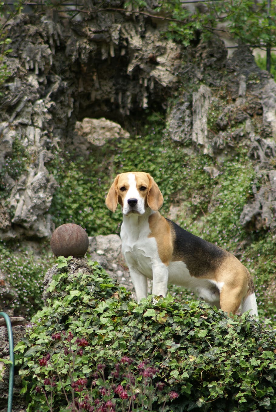 beagle, hunting dog, purebred dog, breeding male, dog, one animal, mammal, canine, domestic, domestic animals