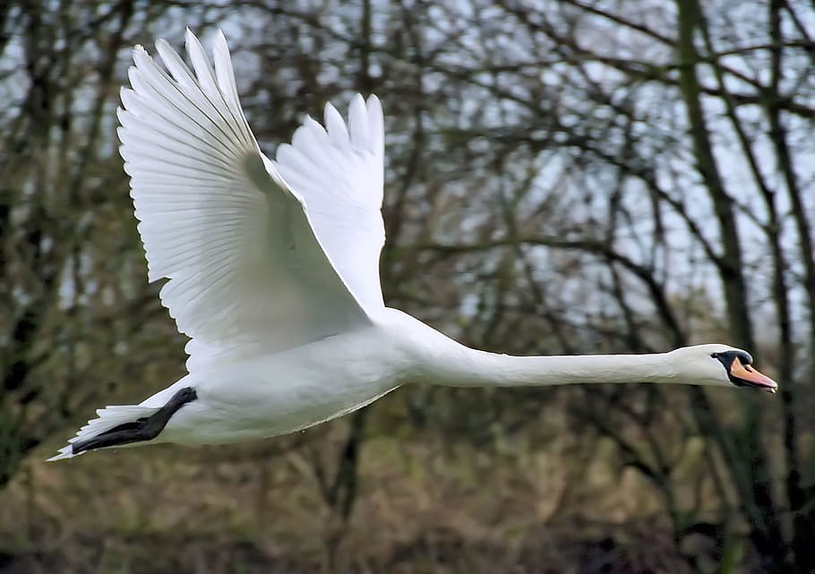 white, black, swan, flying, brown, trees, black swan, fly, wing, mute swan