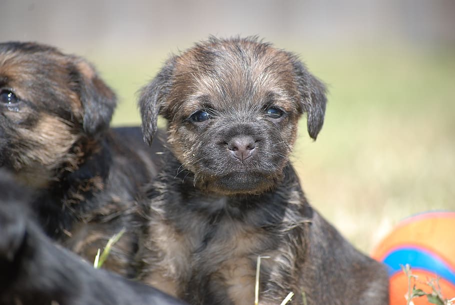 border terrier, puppy, dog, canine, terrier, pet, cute, young, pets, animal