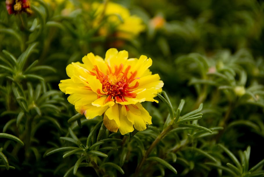 flower, flowers, yellow flower, spring, plant, meadow, beautiful, digital camera, petals, summer