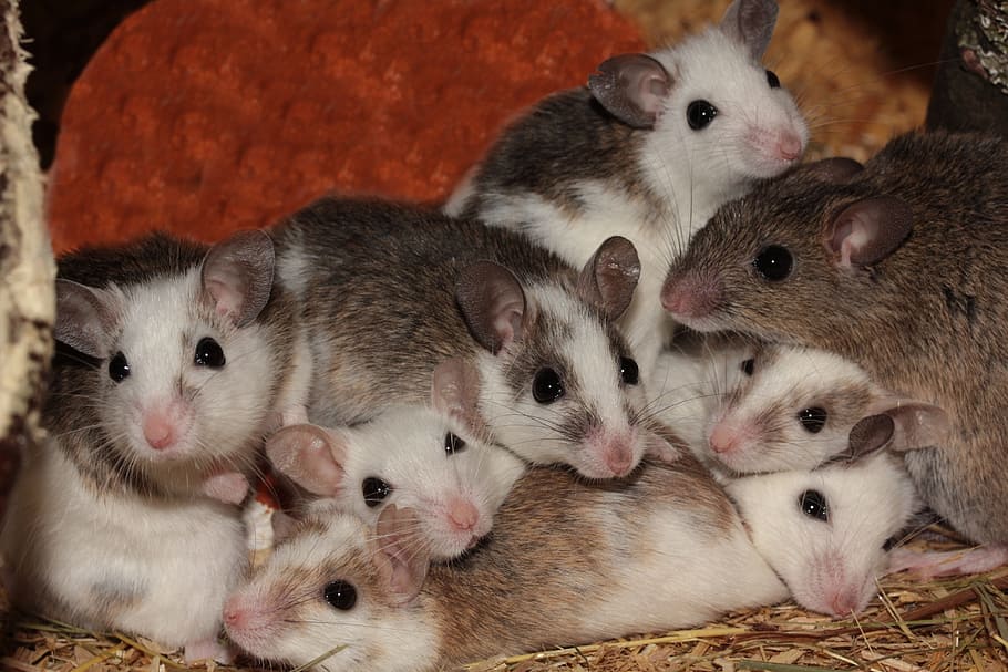grupo, en blanco y negro, animales, Mastomys, ratones, Nager, roedores, mascotas, África, sabana