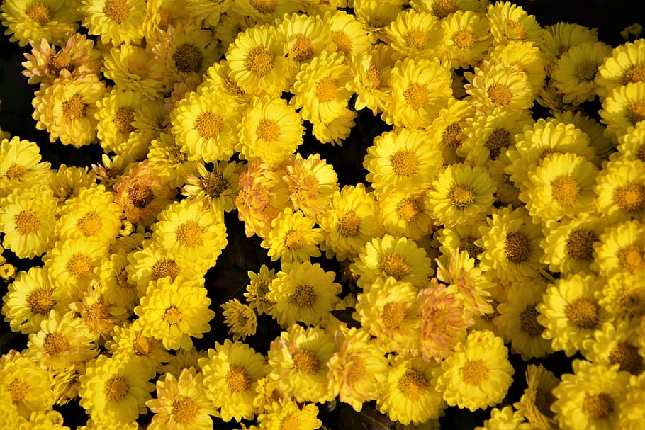 close-up photo, yellow, petaled flowers, flower, chichewa live, vivid color, flowers, plant, macro, autumn flowers