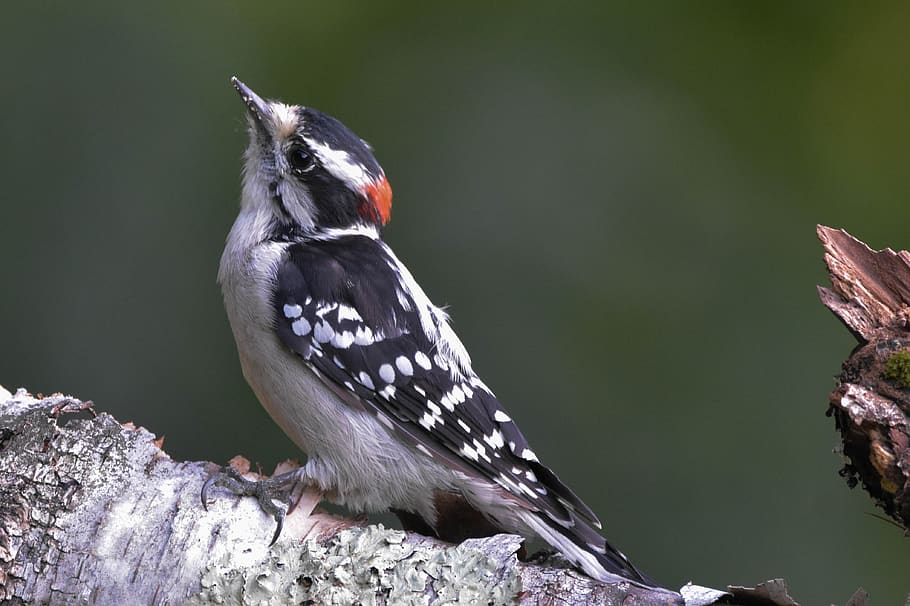 bird, black and white bird, woodpecker, male downy woodpecker, bokeh, birch log, nature, outdoors, full-profile, closeup photo