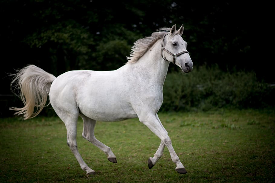 putih, berlari, kuda, lapangan, siang hari, closeup, foto, kuda putih, quop, zagar