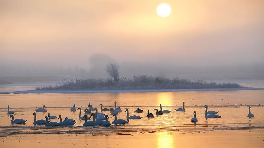 swan, body, water, sunset, waters, lake, silhouette, dusk, sun, evening