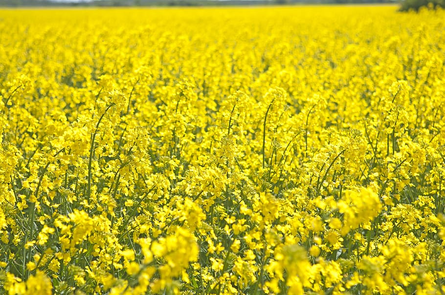 canola, summer, field, landscapes, bed, oilseeds, yellow fields, oilseed Rape, yellow, nature