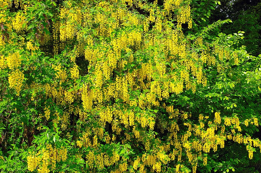 laburnum, yellow, green, nature, sunny, plant, beauty in nature, growth, tree, green color