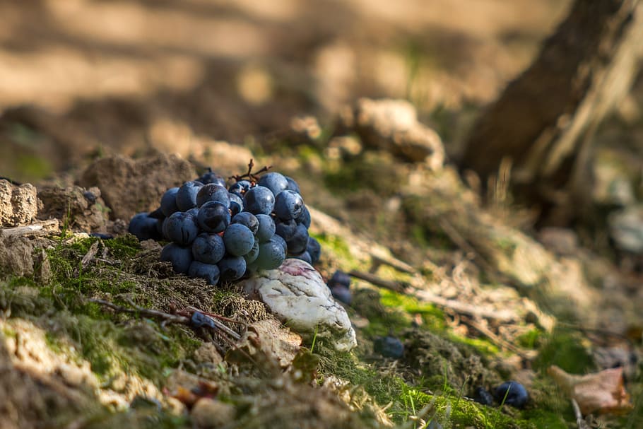uvas, rojo, azul, vino, viticultura, vid, uvas azules, planta, cerca, tierra