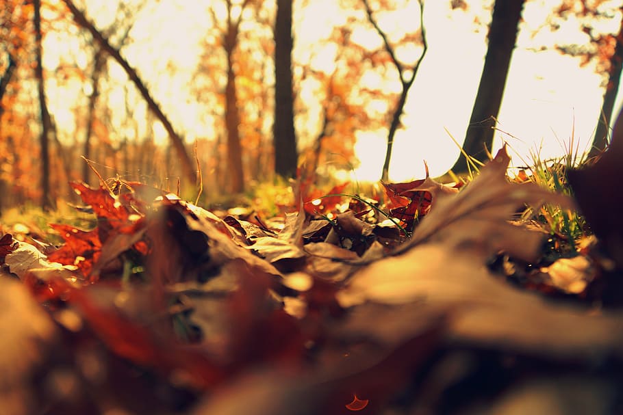 close-up photograph, autumn, leaves, fall, cold, fall leaves, season, orange, fall leaves background, yellow
