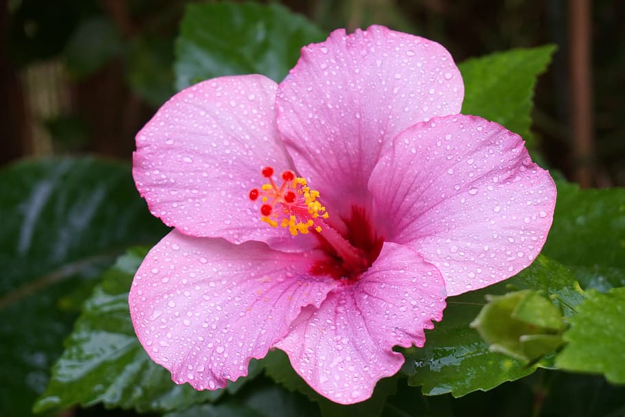 kembang sepatu, tetesan hujan, warna merah muda, alam, tanaman, daun bunga, bunga, close-up, Kepala bunga, musim panas