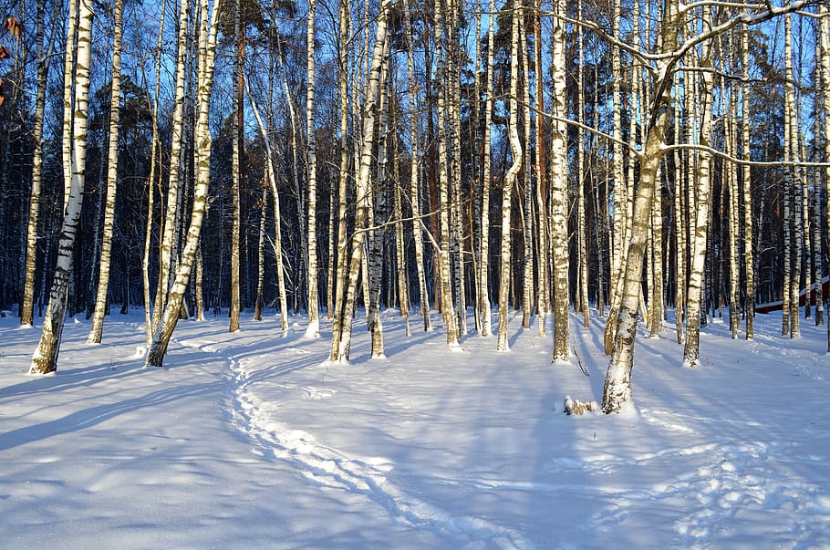 winter, nature, snow, forest, birch, sun, landscape, frost, trees, cold temperature