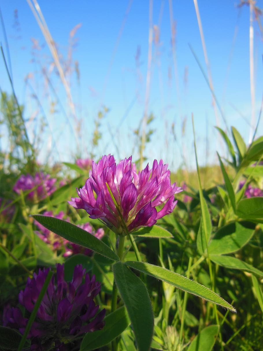 trifolium pratense, clover flower, red clover, close-up, flowers, grass, sunshine, blue sky, on the field, plants