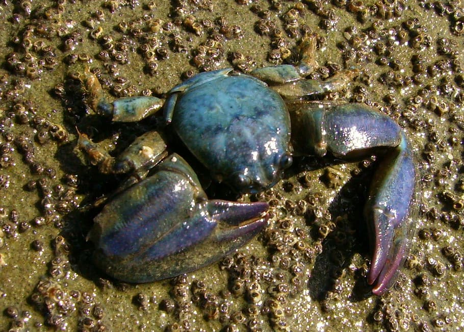 new, zealand half crab, --, New Zealand half crab, Petrolisthes elongatus, animal, crab, crustacean, photos, public domain