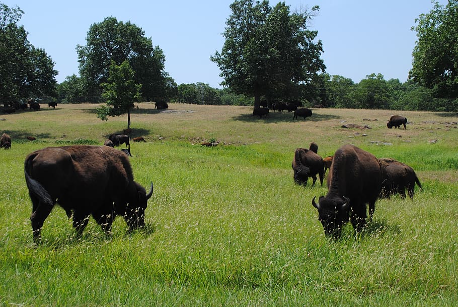 buffalo, prairie, oklahoma, tall grass, landscape, bison, nature, national, grasslands, american