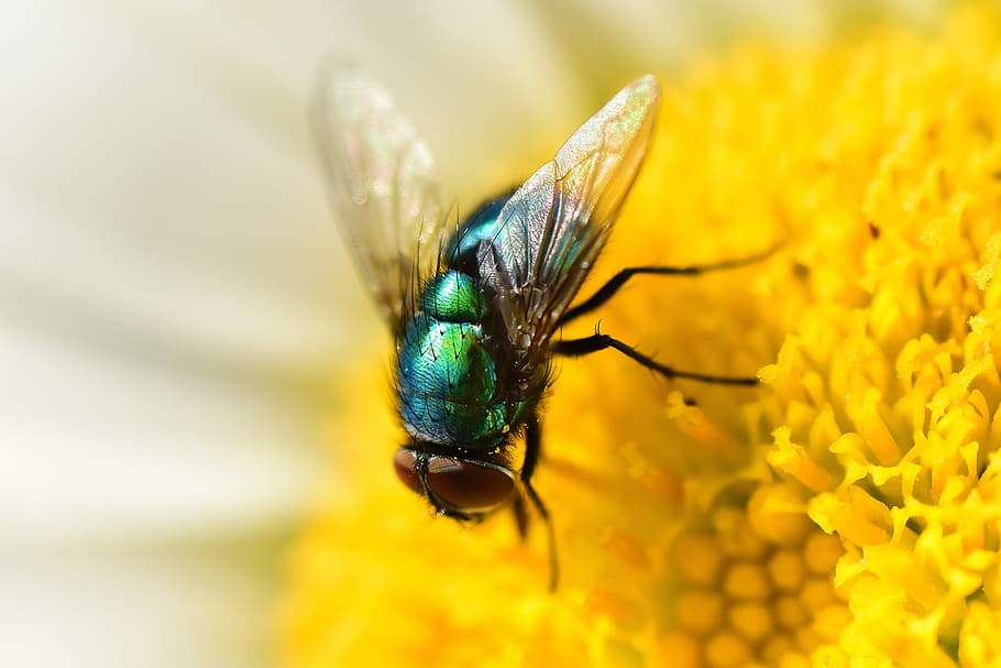 green bottle fly, insect, animal, wing, thorax, compound eye, leg, hairy, metallic, feeding