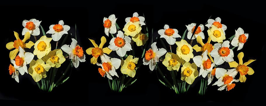 bunga, daffodil, campuran, warna, umbi, tanaman, musim semi, taman, alam, tanaman berbunga