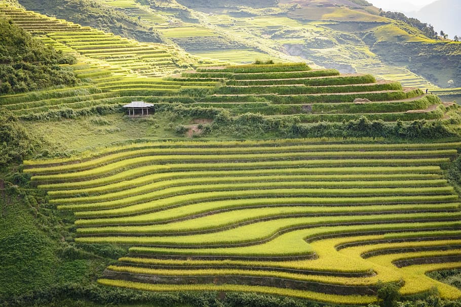terraces, cooked rice, sunset, vietnam, dien bien, south east asia, rice, landscape, agriculture, rural scene
