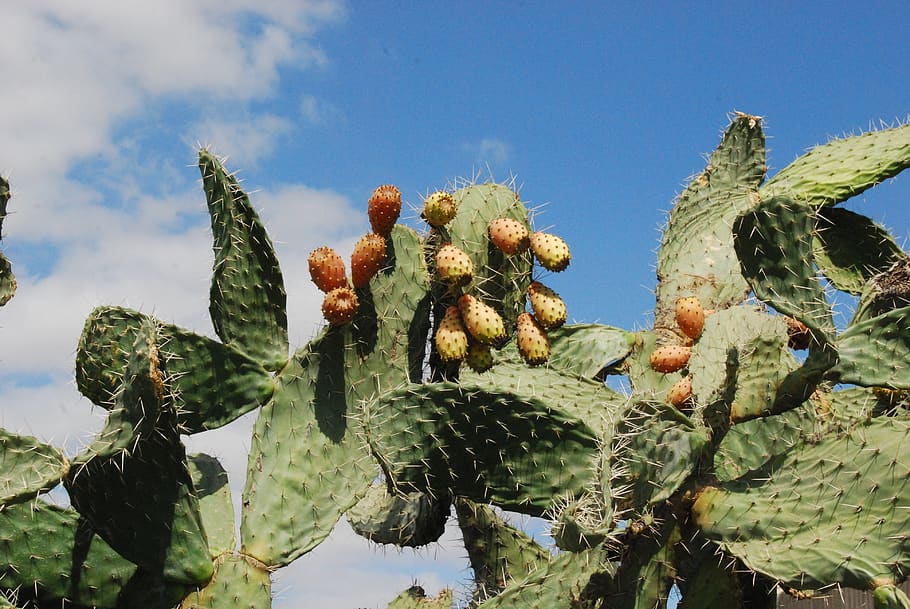 cactus, prickly pear, wild fruit, nature, plant, growth, succulent plant, green color, sky, prickly pear cactus